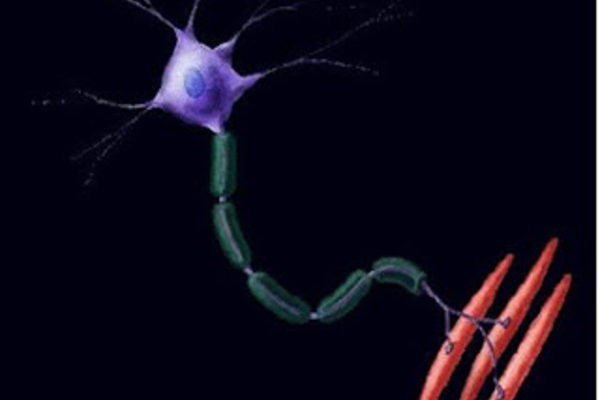 069_una-molecula-celulas-madre-posible-esperanza-contra-parkinson-ela-.jpg