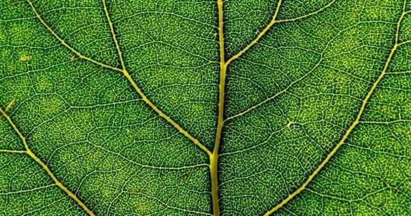 215_descubren-mecanismo-vegetal-corrige-defectos-plegamientos-proteinas-.jpg