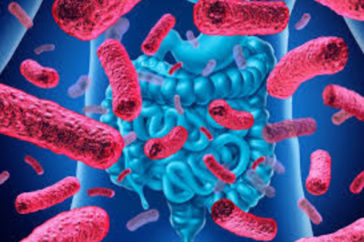 504_ela-microbioma-intestinal.jpg