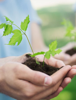 Brote de planta preparada para plantar