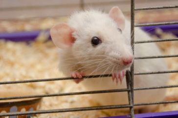 Ratón de laboratorio Ratón de laboratorio