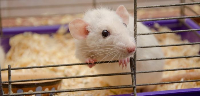 Ratón de laboratorio