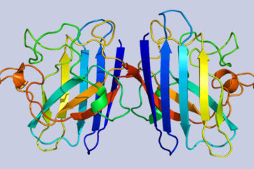 Proteína SOD1 Proteína SOD1