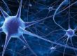 neurona