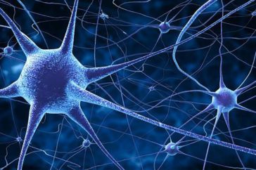 neurona neurona
