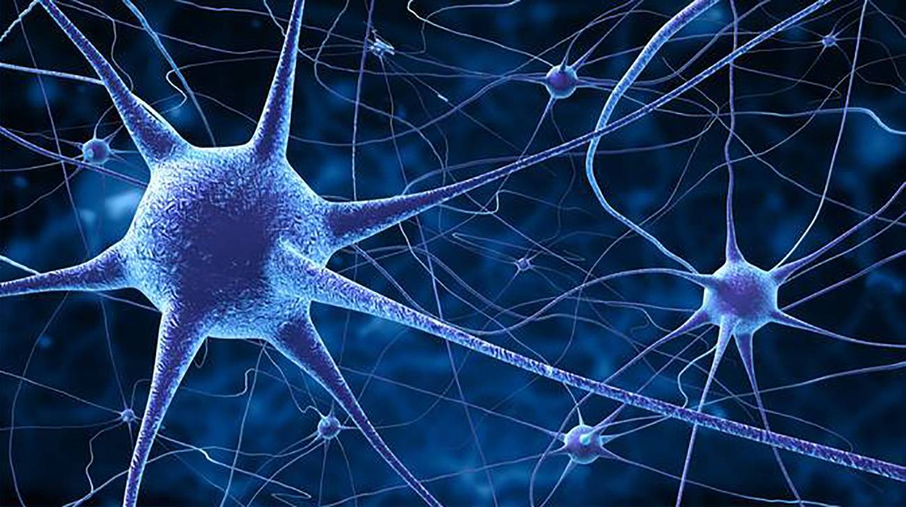 neurona